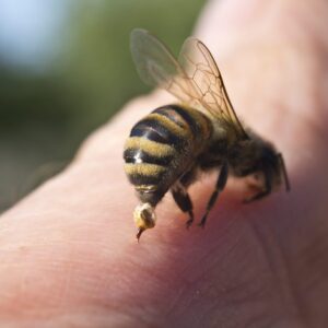 A bee stinging
