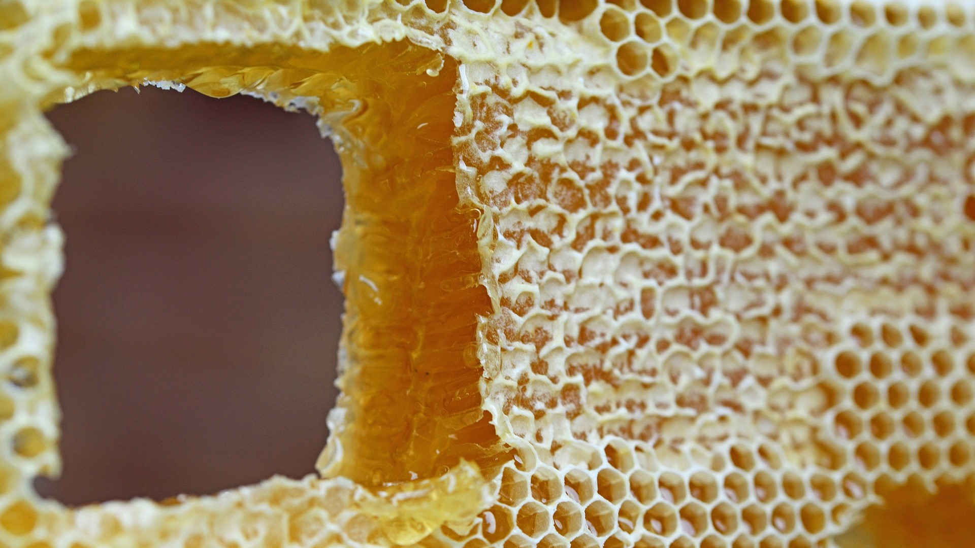 Honey Workshop