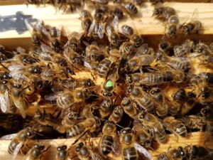 workers attending the queen bee