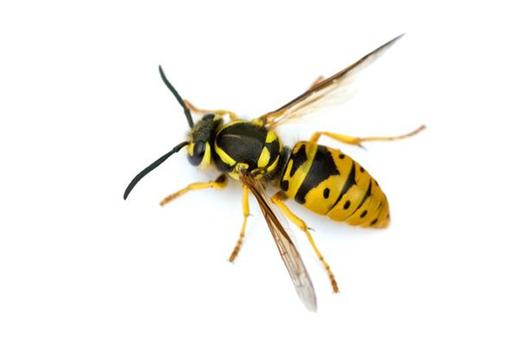 Wasp &amp; Robbing Advice