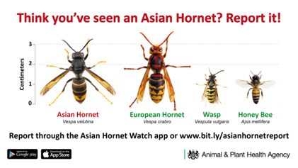 Yellow-legged (Asian) Hornet Advice