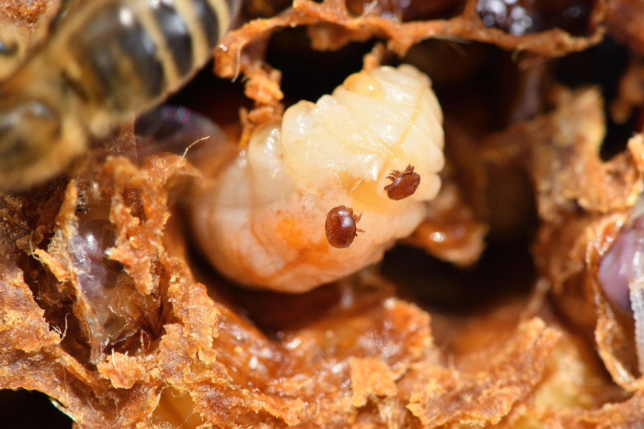 Honey bee larvae with varroa mites on it